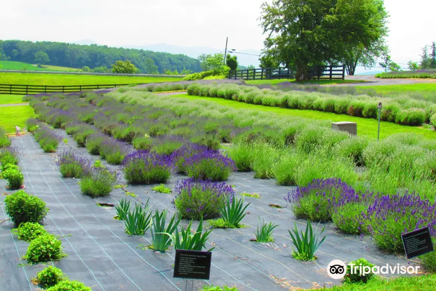 White Oak Lavender Farm & The Purple WOLF Vineyard