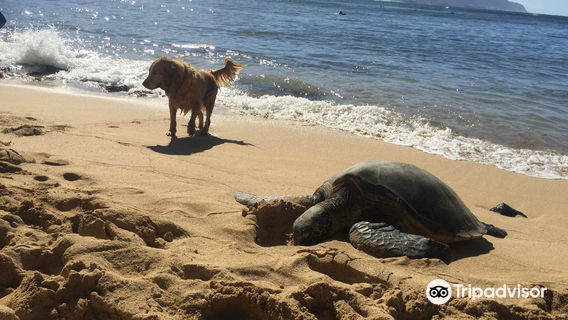 Sunset Suzy's Surf School