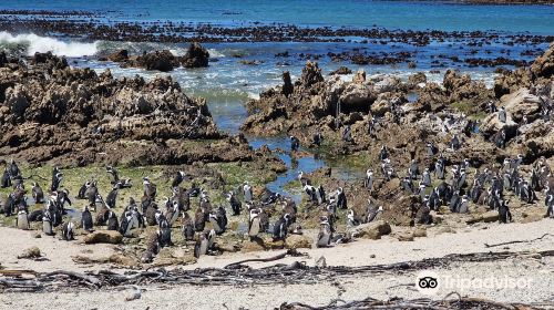 Stony Point Penguin Colony Entrance