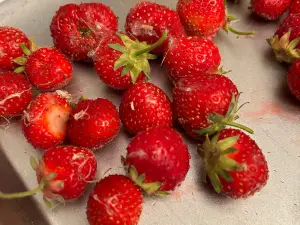 Boonstra Farms