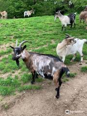 Wild- und Freizeitpark Westerwald