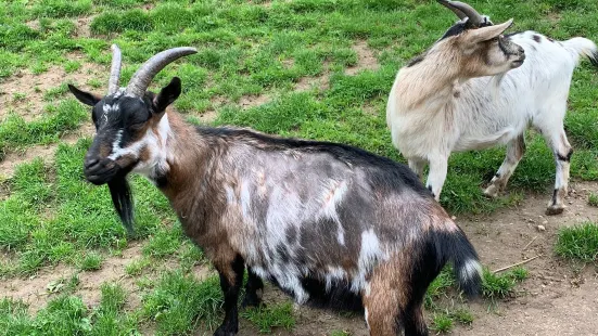 Wild- und Freizeitpark Westerwald