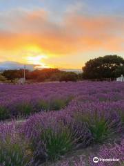 Santa Rita Hills Lavender Farm