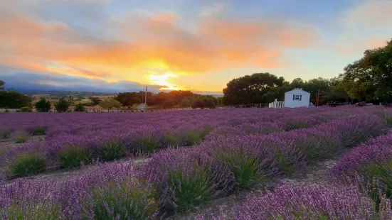 Santa Rita Hills Lavender Farm