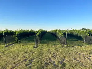 Enchantment Vineyards