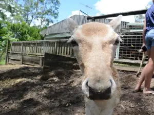 Lyell Deer Sanctuary