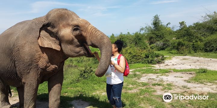 Hutsadin Elephant Foundation