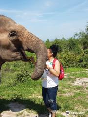 Hutsadin Elephant Foundation
