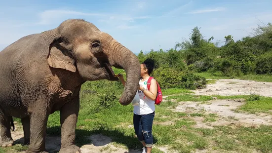 Hutsadin Elephant Foundation