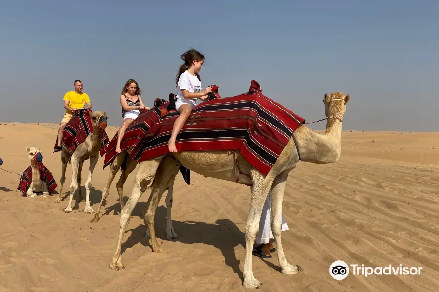 Morning Desert Safari