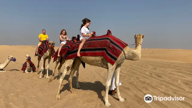 Camel Riding in Dubai