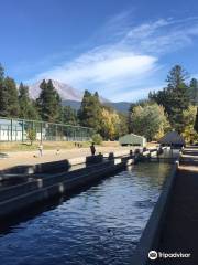 Mount Shasta Fish Hatchery