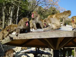 Awaji Monkey Center