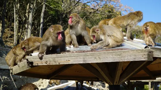 Awaji Monkey Center