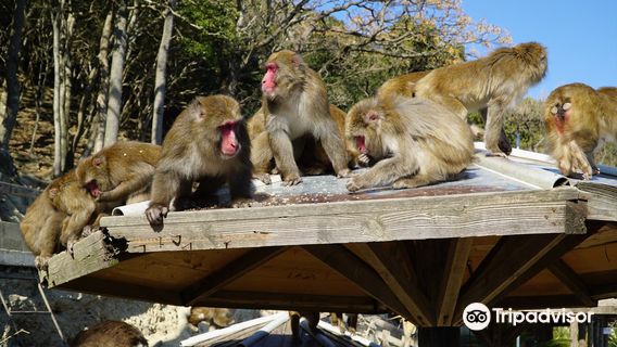 Awaji Monkey Center