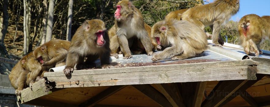 Awaji Monkey Center
