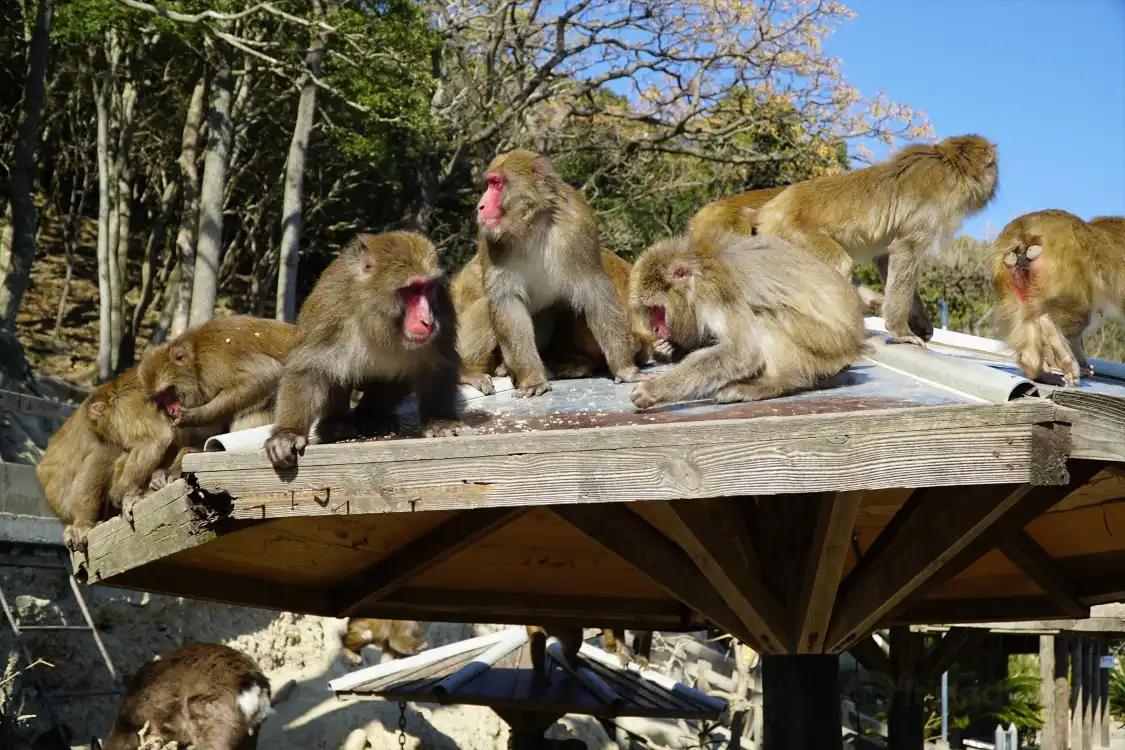 Hotels near Awaji Monkey Center