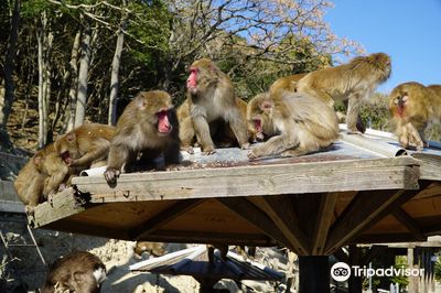Awaji Monkey Center
