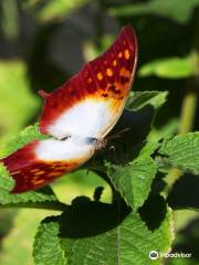 Butterfly Farm