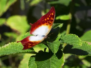 Butterfly Farm