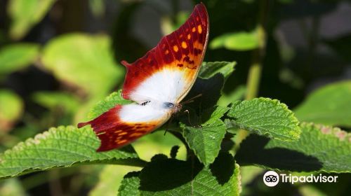 Butterfly Farm