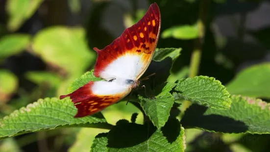 Butterfly Farm