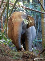 Blue Daily Elephant Care Sanctuary