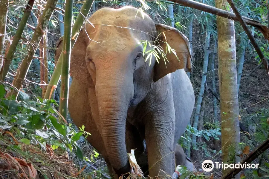 Blue Daily Elephant Care Sanctuary Office