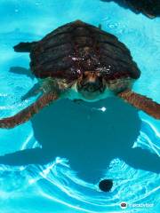 Open Sea Turtle Museum