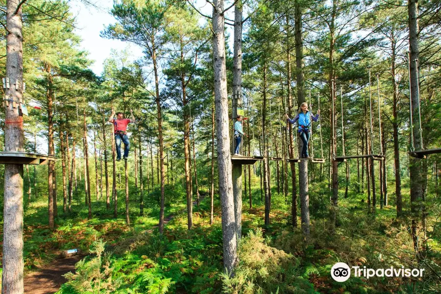 Go Ape Grizedale