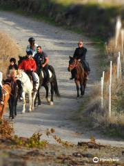Experience Horse Riding