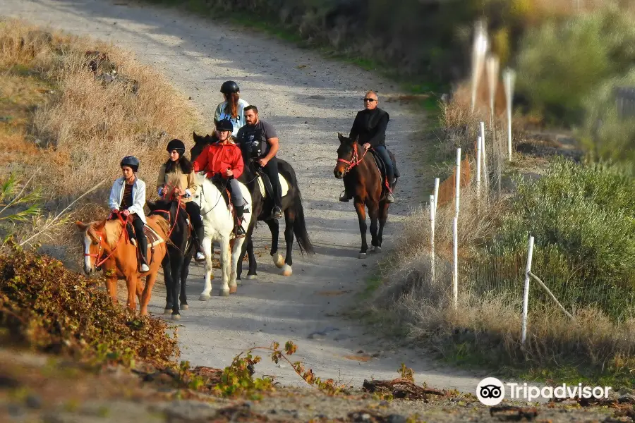 Experience Horse Riding