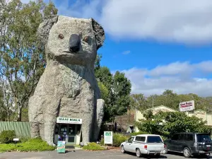 Giant Koala