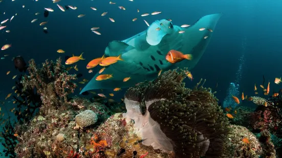 Dharavandhoo Divers