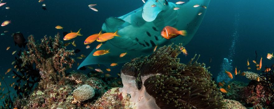 Dharavandhoo Divers Maldives