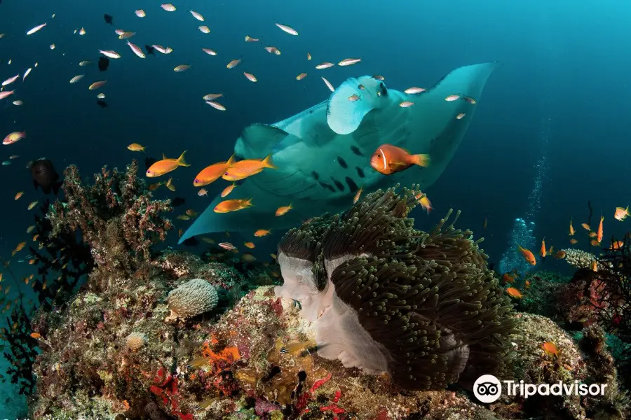 Dharavandhoo Divers Maldives