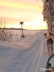 Luleå Adventure Hundspann