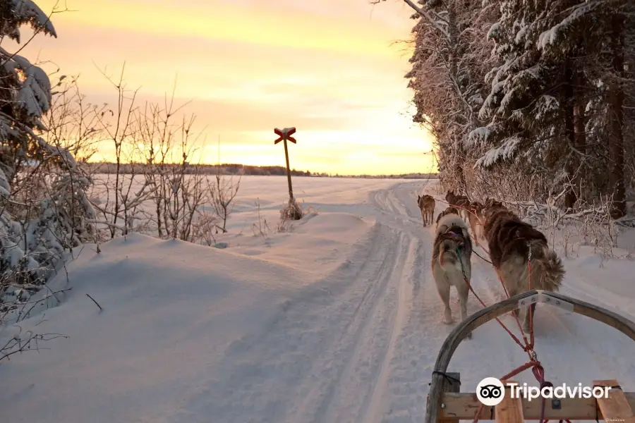 Luleå Adventure Hundspann