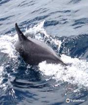 Dolphin Seafaris - Boat tours in Lagos: Benagil Caves Tour & Dolphin Watching