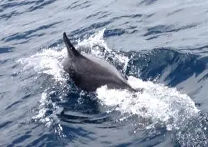 Dolphin Seafaris - Boat tours in Lagos: Benagil Caves Tour & Dolphin Watching