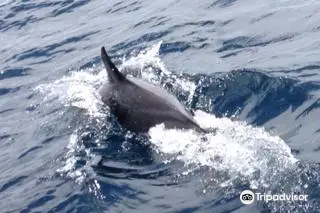 Dolphin Seafaris - Boat tours in Lagos: Benagil Caves Tour & Dolphin Watching