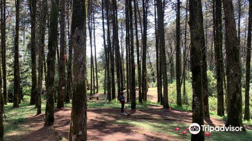 Parque das Sequoias