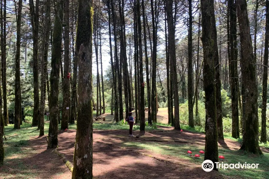 Parque das Sequoias