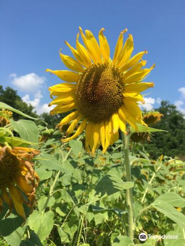 Forks of the River Wildlife Management Area