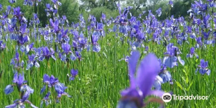 Eriskircher Ried Naturschutzgebiet