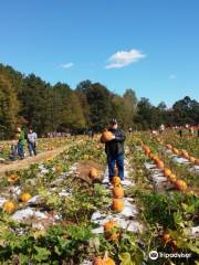 Chesterfield Berry Farm