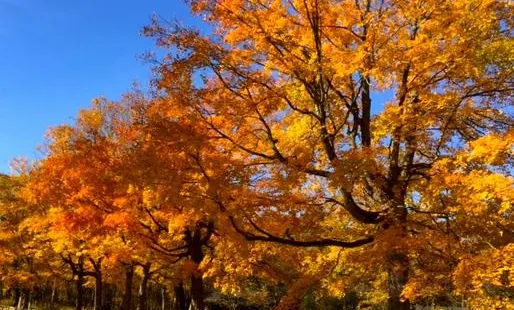 Edward L. Ryerson Conservation Area