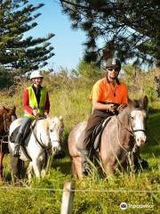 Muriwai Beach Horse Treks Auckland