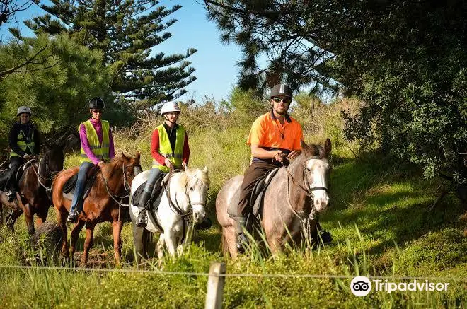 Muriwai Beach Horse Treks Auckland