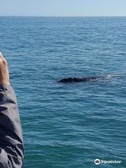 Whale Watching Hermanus